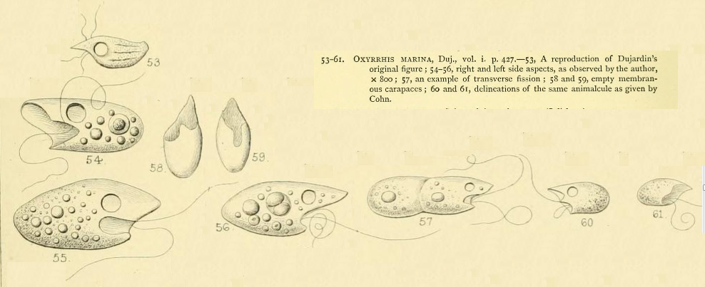 Oxyrrhis marina, dinoflagellato marino